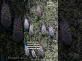 Spotted lanternfly spotted in Tennessee: What to do if you see one