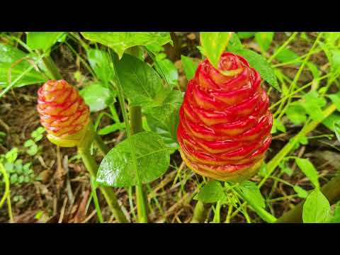 Ameyezing 4.0™ virtuous circle