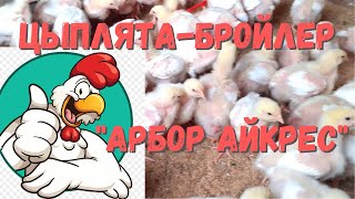 цыплята бройлер арбор айкрес 14 дней