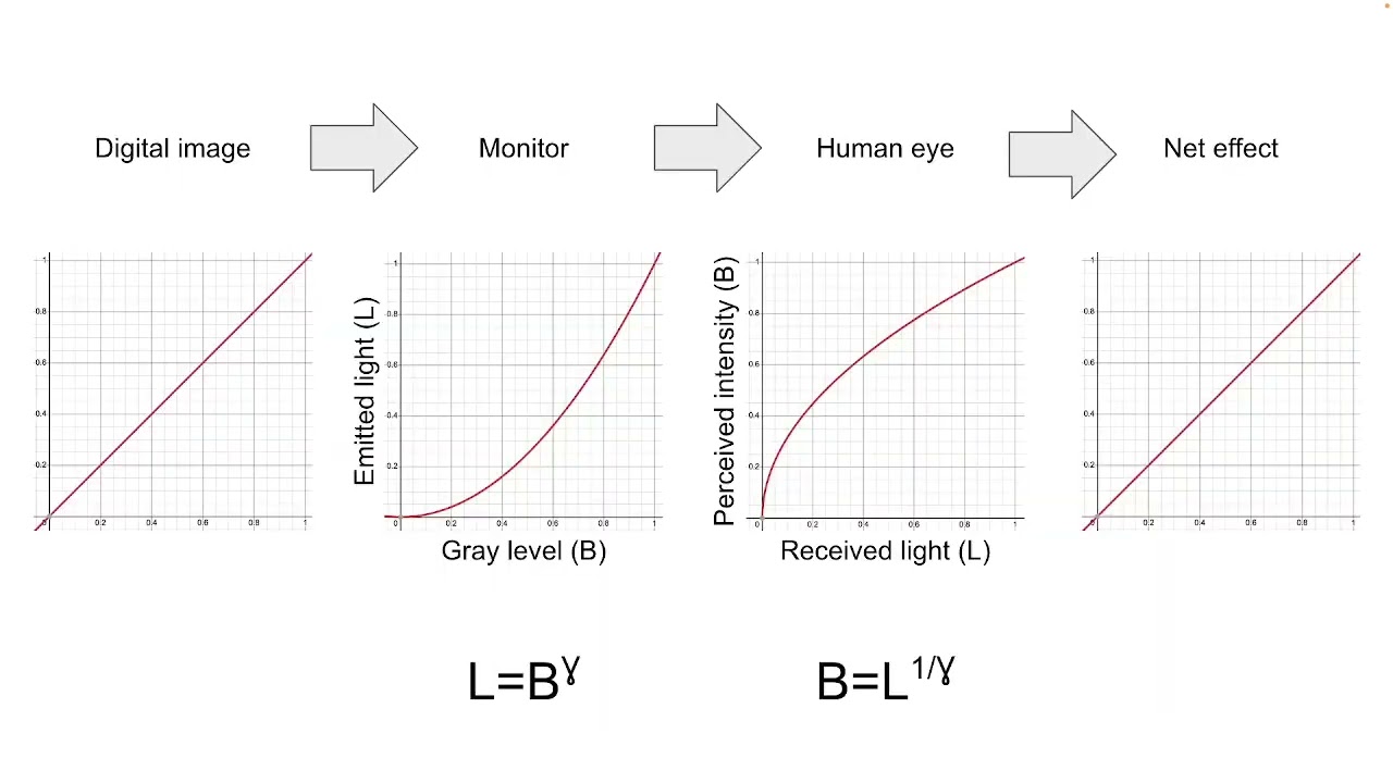 A brief discussion of "gamma" in display and visual systems