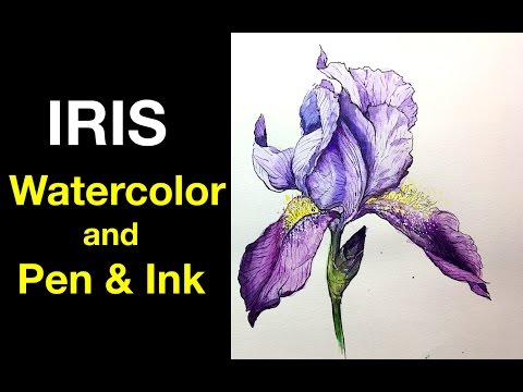 Watercolor | Pen & Ink Study e4 | Iris Flower