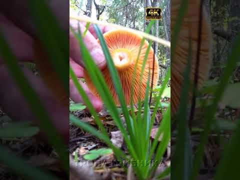 🍄ЦАРСКИЕ ГРИБЫ РЫЖИКИ🍄Супер гриб для засолки🍄Рыжики🍄Грибы из рода млечник🍄Lactarius🍄Тропа Грибника🍄