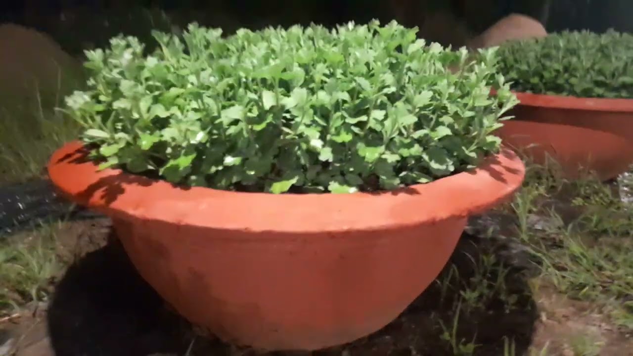 Cúc đại đóa tết 2026 ( 5/10al )