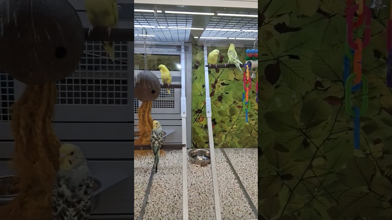 A Bird Shelter At PetSmart/Burlington Centre In Burlington Ontario 01/16/26