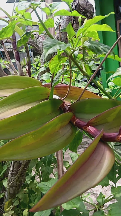Dendrobium Bantimurung...village orchid...old school orchid...old orchid