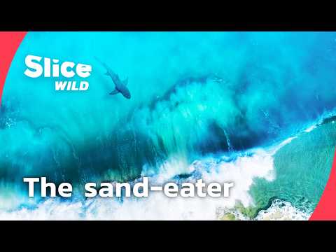 The Sand-Eating Shark: Hunting in the Surf Zone I FULL DOC | SLICE WILD