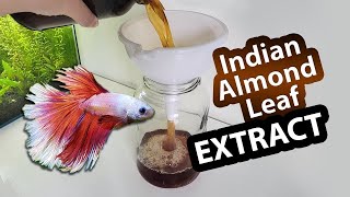 Make Indian Almond Leaf Extract 🍁 Help Bettas Heal