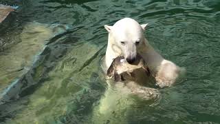 Рыбалка/Белые медведи Кай и Герда/Новосибирский зоопарк