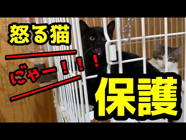 怒る！！猫。4兄妹。さて慣れてくれるかな。 - YouTube