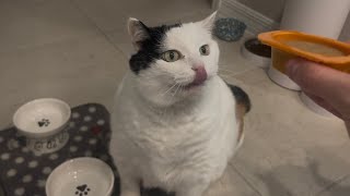 Jasmine the Food Bully