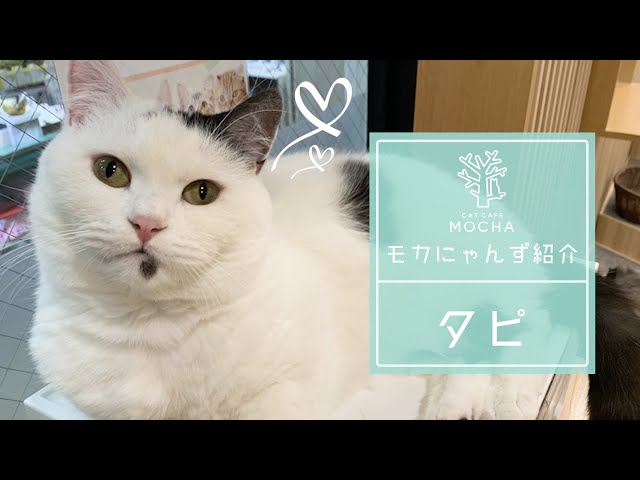 タモ猫 タピ（マンチカン♂）京都新京極店 - YouTube