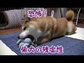 ［柴犬を飼う前に！！］柴犬の残虐な一面も知ってください！