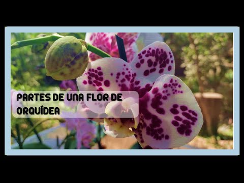 Video: Estructura de la orquídea: partes de la planta, descripción, foto