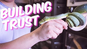 How To Handle Green Tree Pythons