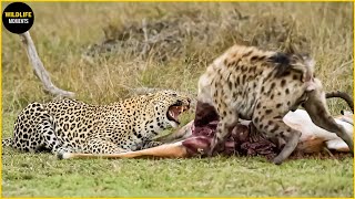 Top 45 Moments Leopards Fight For Food With Hyena, Lion, Wild Dogs