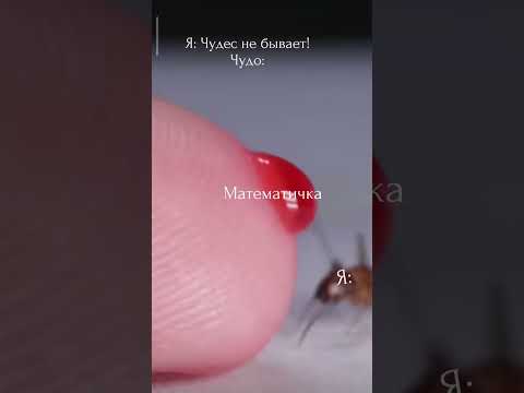 Кто понял тот понял, 223 мем #мем #shorts #муравей #математичка #мемыпрошколу