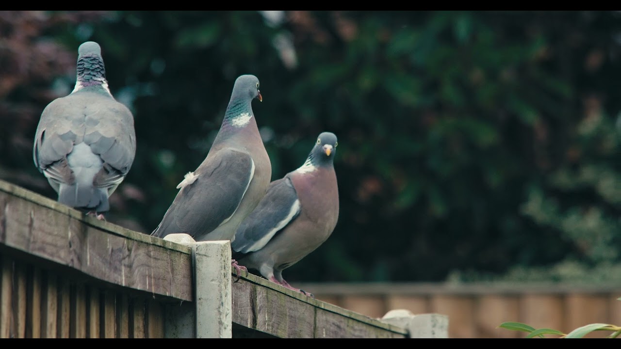 Pigeons and the bees