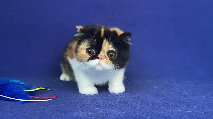 Video 5654971: calico exotic shorthair kitten, exotic shorthair calico female, exotic shorthair cattery
