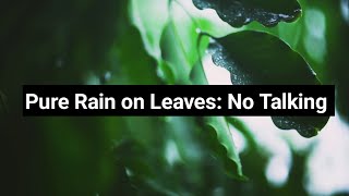 Pure Rain on Leaves: Macro Nature Sounds & Gentle Thunder for Deep Sleep 😴 
