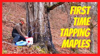 My First Time Tapping Maple Trees