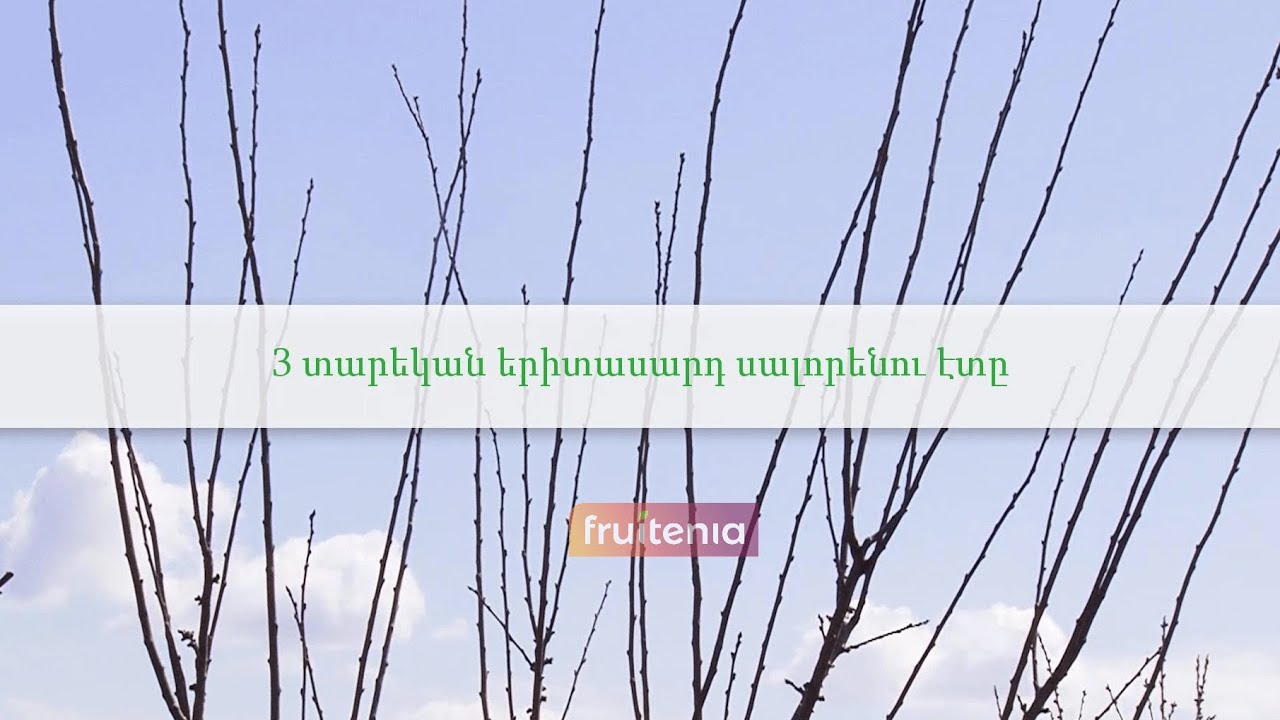 Երիտասարդ սալորենու էտը / Pruning of young plum tree