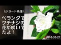 (ショート映像)ベランダでクチナシの花が咲いてたよ！H30 05 27
