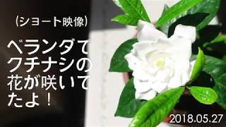 (ショート映像)ベランダでクチナシの花が咲いてたよ！H30 05 27