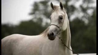 Video thumbnail of "el caballo blanco-antonio aguilar"