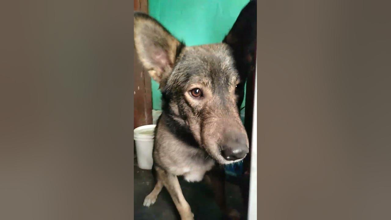 Jarman Safed Dog shorts YouTube jarman-safed-dog-shorts-youtube
