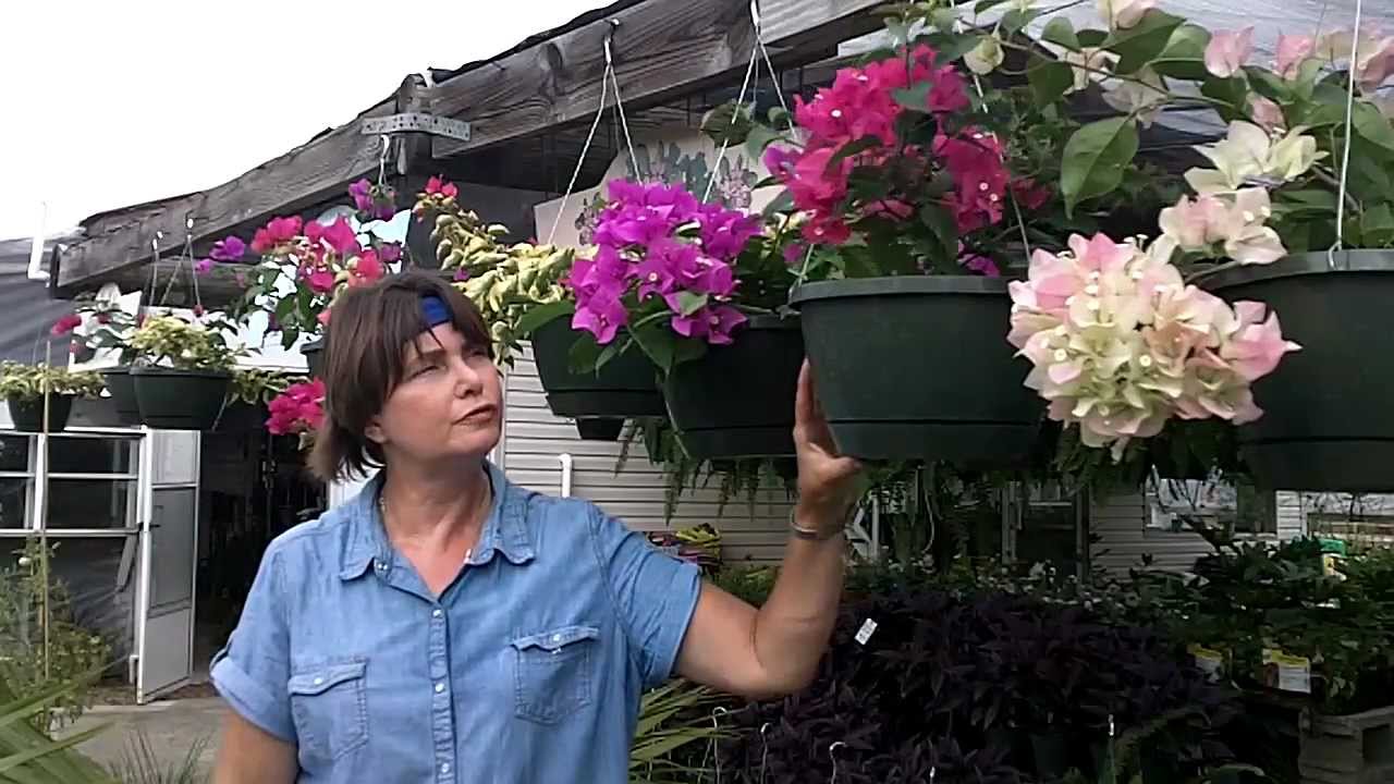 Bougainvillea Flowers - Great for Hanging Baskets - YouTube