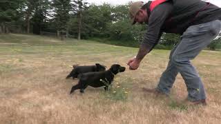 Double Duty Training! Kraftwork K9 Pro German Shepherd