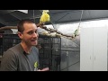 LIVE from our bird room! Latest Facebook Livestream!