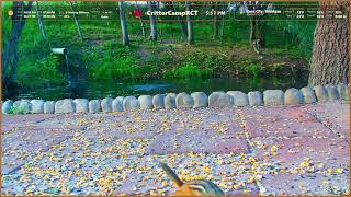 🦌 Critter Camp @ Rose City Trails, Live Michigan Wildlife Cam | Deer, Turkeys & More 🦝
