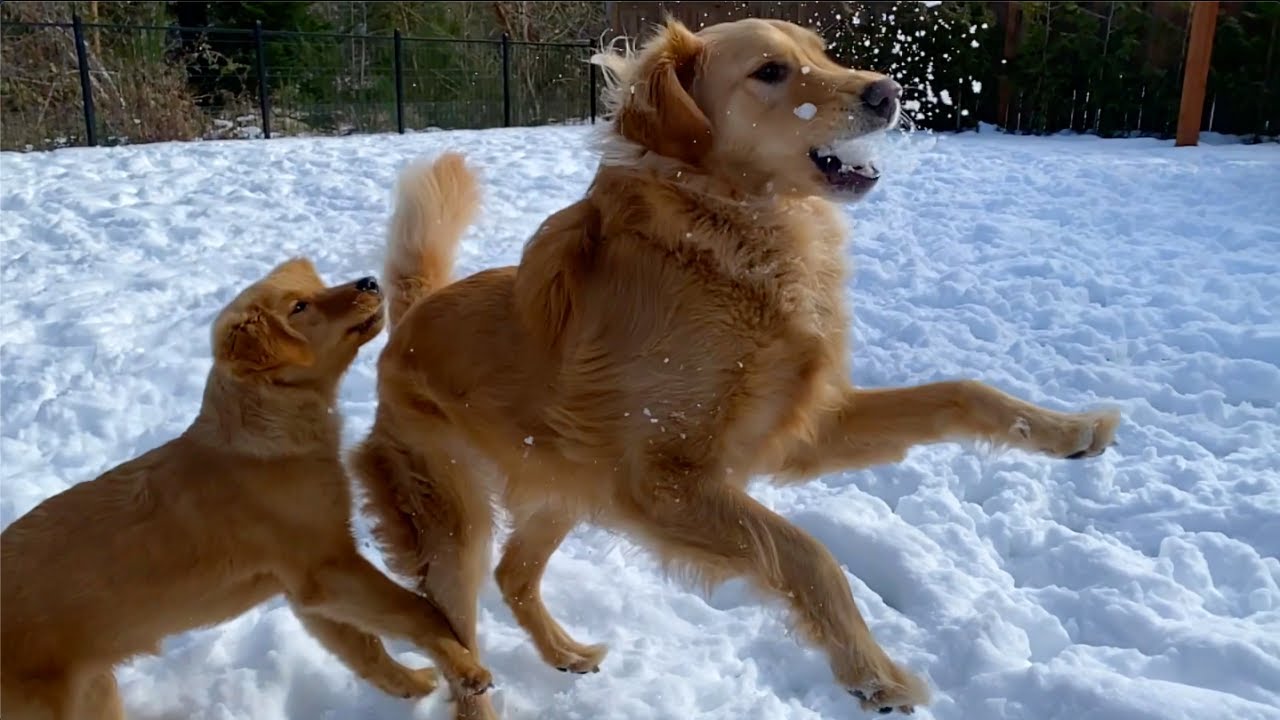I Threw SLOW Motion Snowballs at Golden Retrievers YouTube