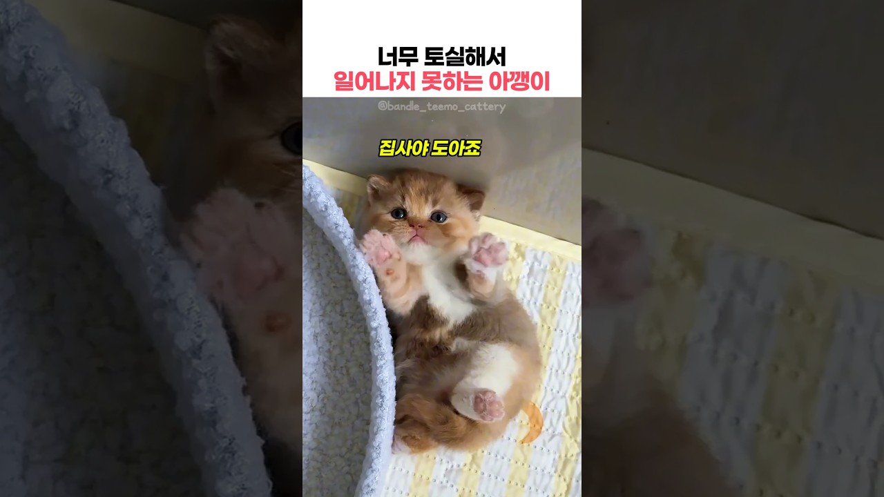 토실토실 뚱냥이 예약이네ㅋㅋ #아기고양이