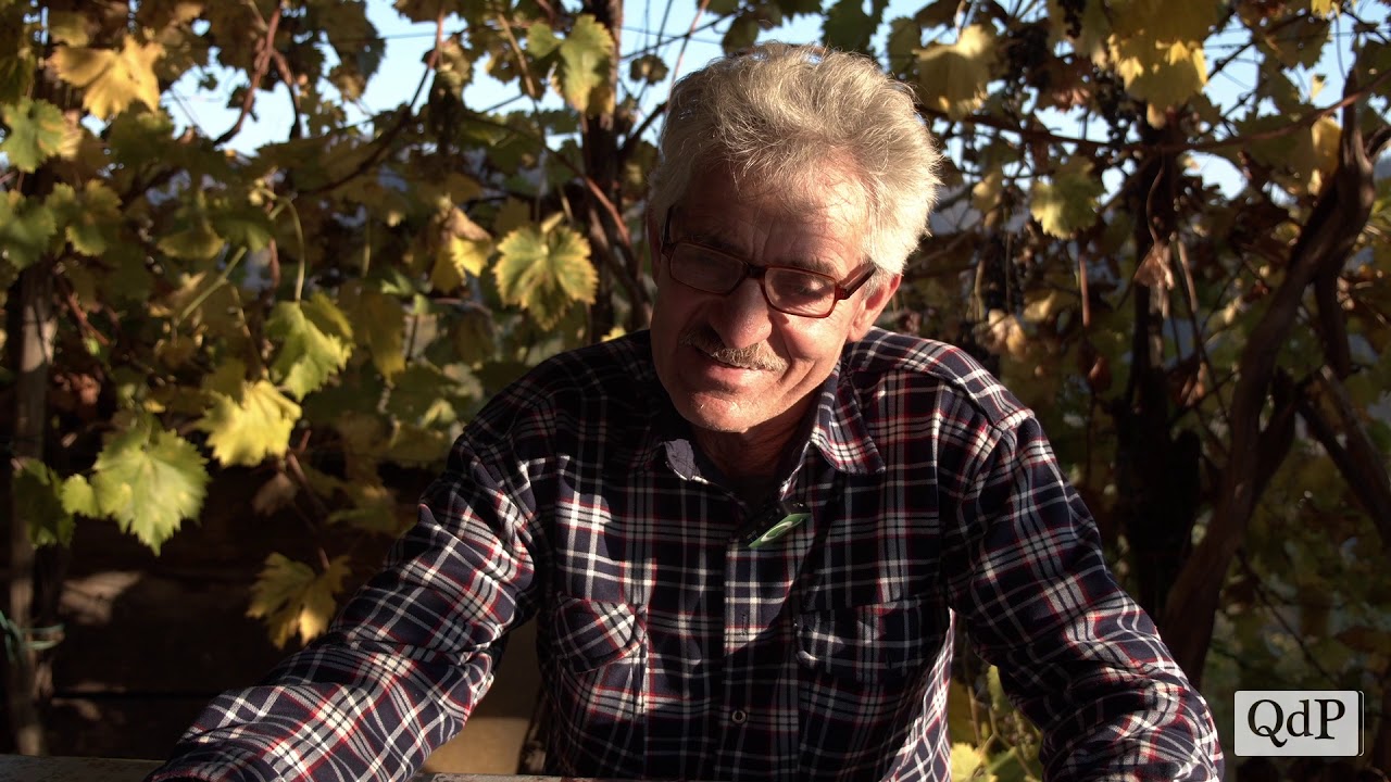 Tra recantina e rabbiosa, i filari secolari del Pat del Colmel: l’onore delle uve dimenticate