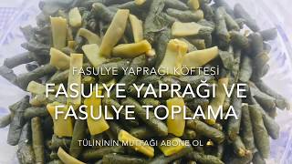 Fasulye Yaprağı Ve Fasulye Nasıl Toplanır Bean Leaf Patties Fasulye Yaprağı Köftesi