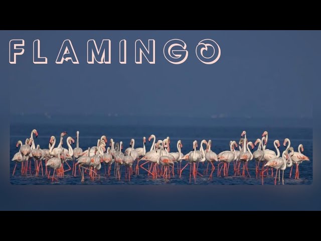 FLAMINGO | GREATER FLAMINGOS | 4K I  PULICAT LAKE | PULICAT FLAMINGOS | राजहंस पक्षी @hkknaturelover