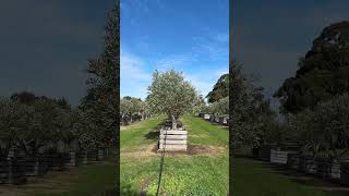 1000L Ancient Olive Crates Timeless Elegance Meets Modern Landscaping