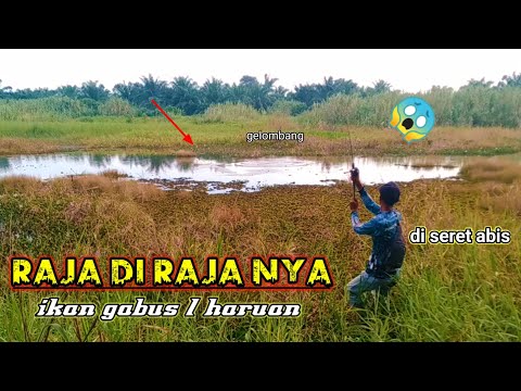 Video: Bor Gabus, Pemotong Gabus: Ciri Pilihan Dan Kerja