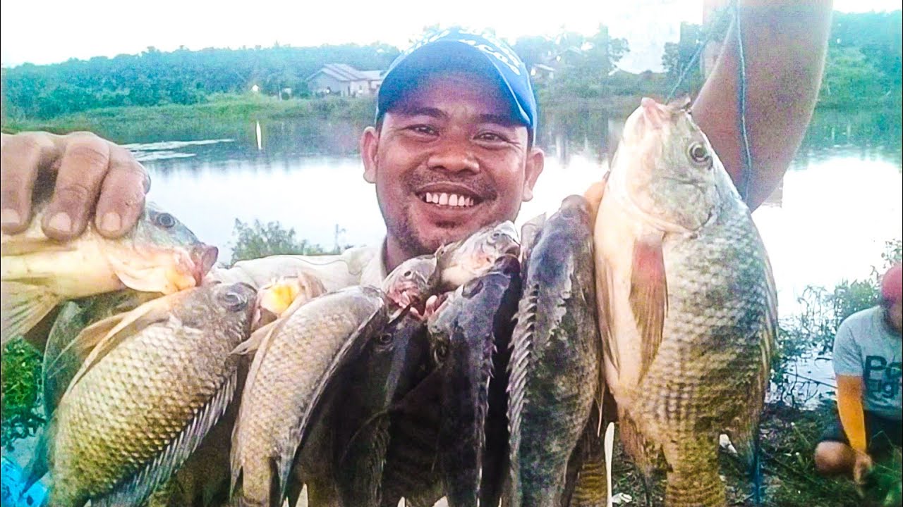  MANCING IKAN NILA  PALING HEBOH PANEN STRIKE BANYAK YouTube