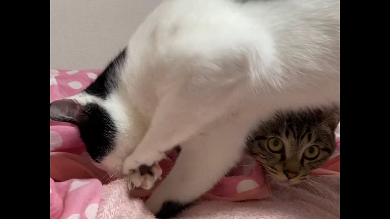 Top 10 猫 布団 掘る Thư Viện Hỏi đap