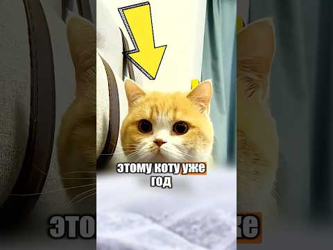 Такой большой, а все еще пьет молоко у мамы 🥹🐈 #милыеживотные #животные