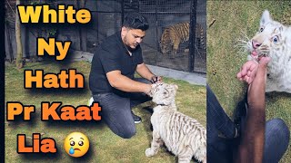 Aj White Tiger ko Tame Krny ki Bht Koshs Ki Lkn usny Mere Hath pr Bite Kr Di 😐 | Nouman Hassan |