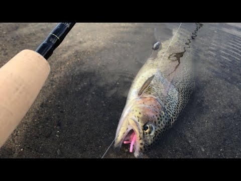 how-to-catch-a-limit-of-stocked-trout-in-3-minutes.-(proof)-levittown-lake