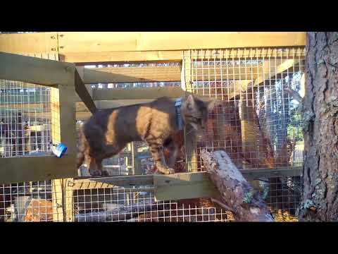 A wildcat leaving a soft release enclosure in Scotland