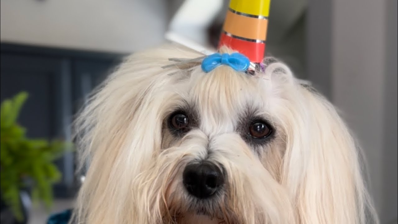Havanese dog Skye celebrates 9th Birthday