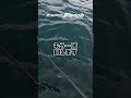 無事キャッチ！東京湾サワラゲーム！ #fishing