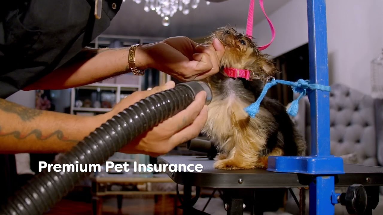 Groomit App InHome & Mobile Pet Grooming On Demand YouTube