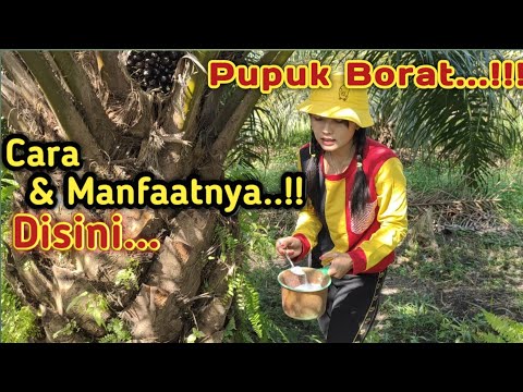 Video: Cara Mengencerkan Bubuk Borat